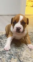 blue sable female, a female American Bully for sale in Palm Beach, FL – 4 of 7