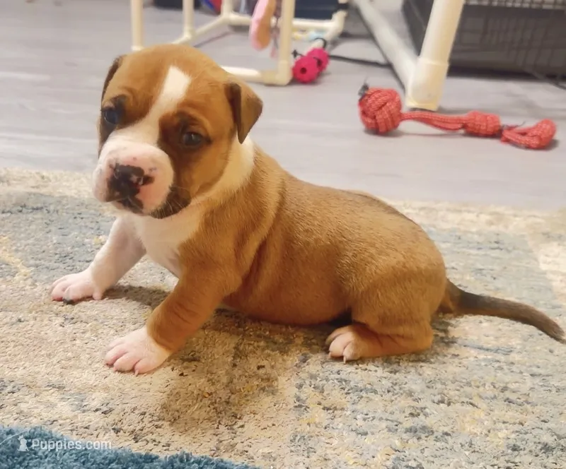 blue sable female – American Bully puppy for sale in Palm Beach, FL