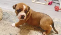 blue sable female, a female American Bully for sale in Palm Beach, FL – 6 of 7