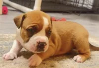 blue sable female, a female American Bully for sale in Palm Beach, FL – 3 of 7