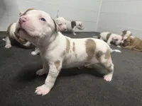lilac/white merle female, a female American Bully for sale in Palm Beach, FL – 6 of 7