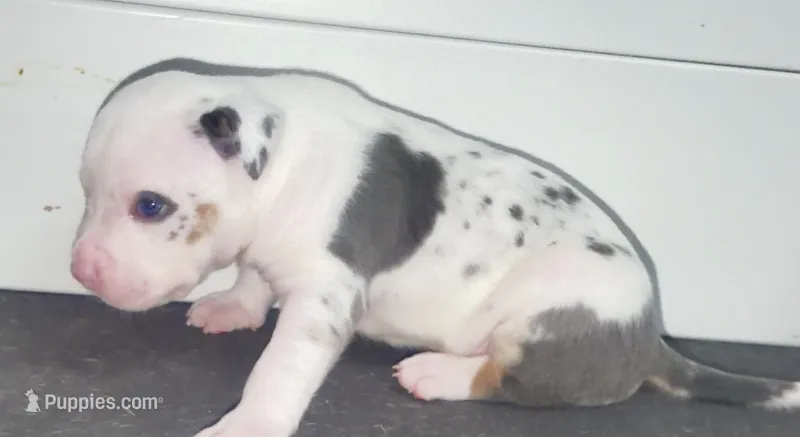 white blue merle male/goku – American Bully puppy for sale in Palm Beach, FL