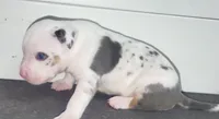 white blue merle male/goku, a male American Bully for sale in Palm Beach, FL – 1 of 7