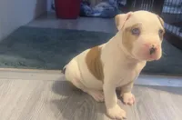 male Number 2, a male American Bully for sale in Palm Beach, FL – 6 of 8