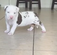 big boy, a male American Bully for sale in Palm Beach, FL – 3 of 10