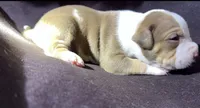baby silas, a male American Bully for sale in Palm Beach, FL – 2 of 5