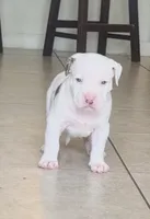 big boy, a male American Bully for sale in Palm Beach, FL – 2 of 10