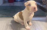 male Number 2, a male American Bully for sale in Palm Beach, FL – 5 of 8