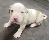 lilac/white merle female, a female American Bully for sale in Palm Beach, FL – 3 of 7