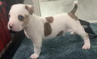 male Number 2, a male American Bully for sale in Palm Beach, FL – 2 of 8