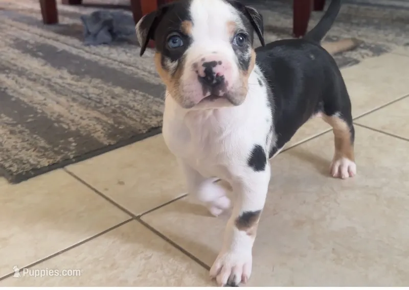 male 1 – American Bully puppy for sale in Palm Beach, FL