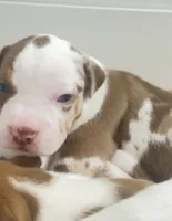 baby silas, a male American Bully for sale in Palm Beach, FL – 5 of 5