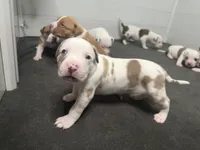 lilac/white merle female, a female American Bully for sale in Palm Beach, FL – 5 of 7