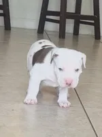 big boy, a male American Bully for sale in Palm Beach, FL – 6 of 10