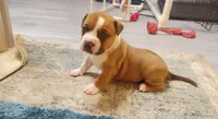 blue sable female, a female American Bully for sale in Palm Beach, FL – 5 of 7