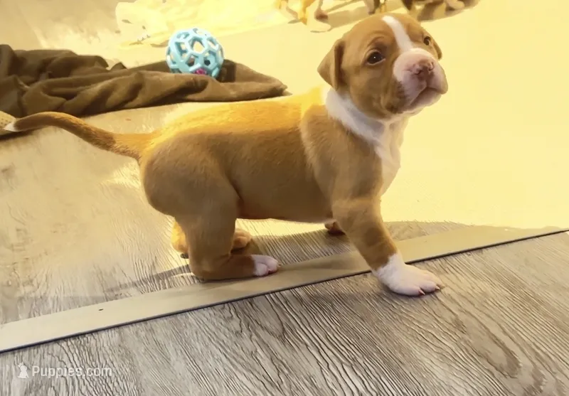 golden girl – American Bully puppy for sale in Palm Beach, FL