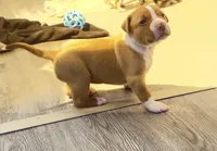 golden girl, a female American Bully for sale in Palm Beach, FL – 1 of 6