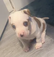 male Number 2, a male American Bully for sale in Palm Beach, FL – 8 of 8