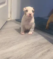 male Number 2, a male American Bully for sale in Palm Beach, FL – 4 of 8