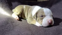 baby silas, a male American Bully for sale in Palm Beach, FL – 4 of 5