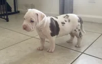 big boy, a male American Bully for sale in Palm Beach, FL – 4 of 10