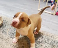 golden girl, a female American Bully for sale in Palm Beach, FL – 3 of 6