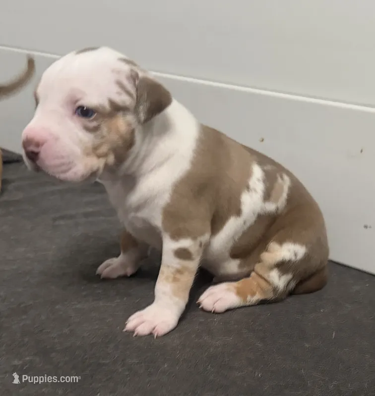 baby silas – American Bully puppy for sale in Palm Beach, FL