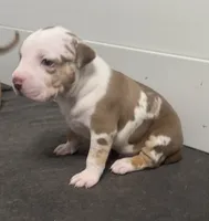 baby silas, a male American Bully for sale in Palm Beach, FL – 1 of 5
