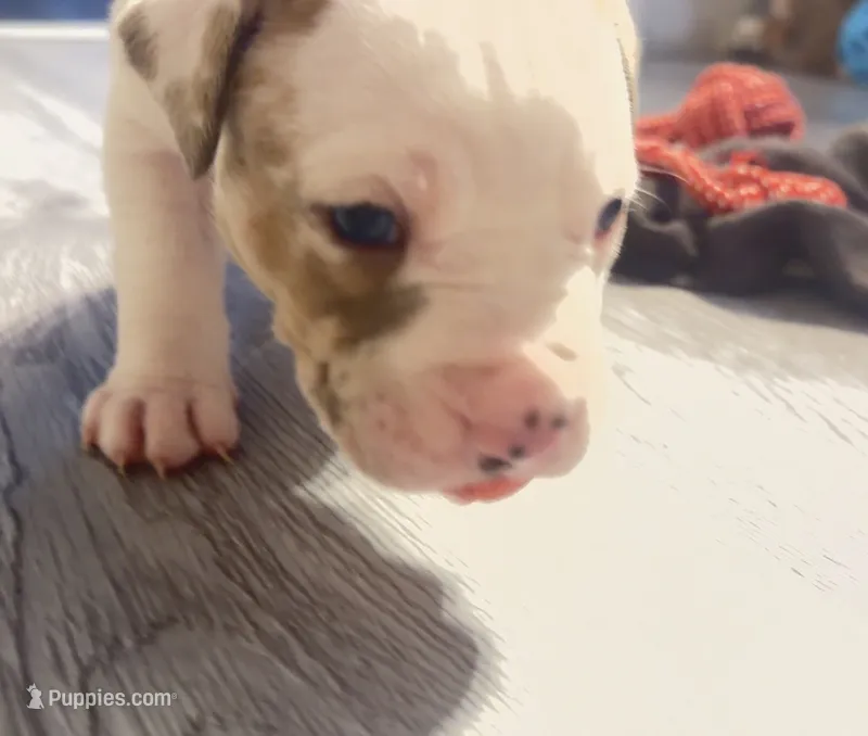lilac/white merle female – American Bully puppy for sale in Palm Beach, FL