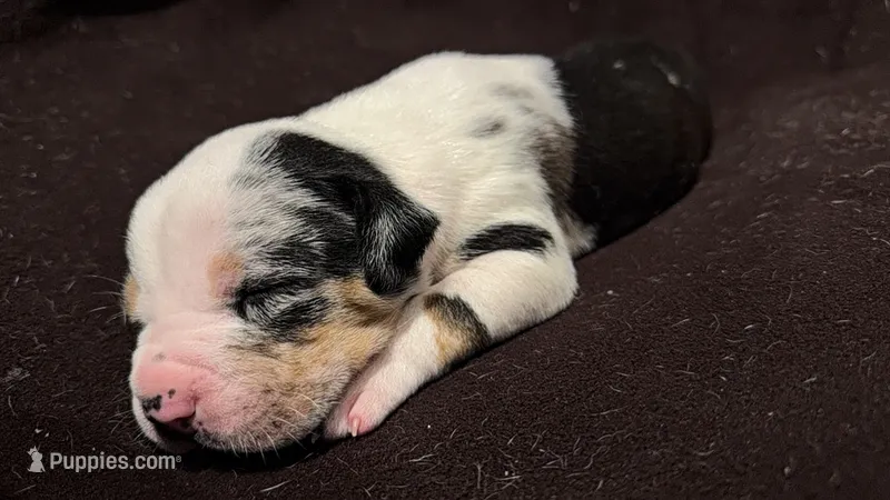male 1 – American Bully puppy for sale in Palm Beach, FL