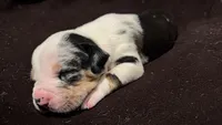 male 1, a male American Bully for sale in Palm Beach, FL – 1 of 2