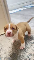 golden girl, a female American Bully for sale in Palm Beach, FL – 6 of 6