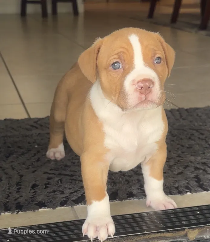 golden girl – American Bully puppy for sale in Palm Beach, FL