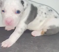 white blue merle male/goku, a male American Bully for sale in Palm Beach, FL – 2 of 7