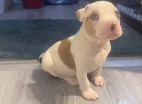 male Number 2, a male American Bully for sale in Palm Beach, FL – 7 of 8