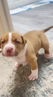 golden girl, a female American Bully for sale in Palm Beach, FL – 4 of 6