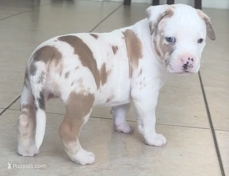 lilac/white merle female – American Bully puppy for sale in Palm Beach, FL