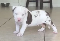 big boy, a male American Bully for sale in Palm Beach, FL – 7 of 10