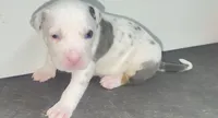 white blue merle male/goku, a male American Bully for sale in Palm Beach, FL – 3 of 7