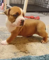 blue sable female, a female American Bully for sale in Palm Beach, FL – 2 of 7