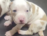 lilac/white merle female, a female American Bully for sale in Palm Beach, FL – 2 of 7