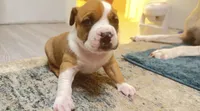 blue sable female, a female American Bully for sale in Palm Beach, FL – 7 of 7