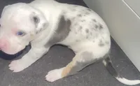 white blue merle male/goku, a male American Bully for sale in Palm Beach, FL – 5 of 7