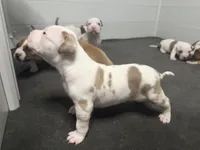 lilac/white merle female, a female American Bully for sale in Palm Beach, FL – 4 of 7