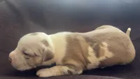 baby silas, a male American Bully for sale in Palm Beach, FL – 3 of 5