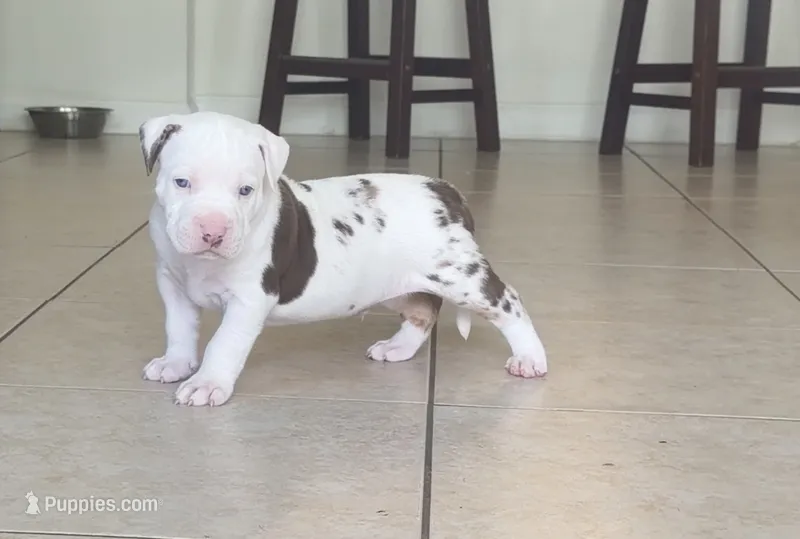 big boy – American Bully puppy for sale in Palm Beach, FL