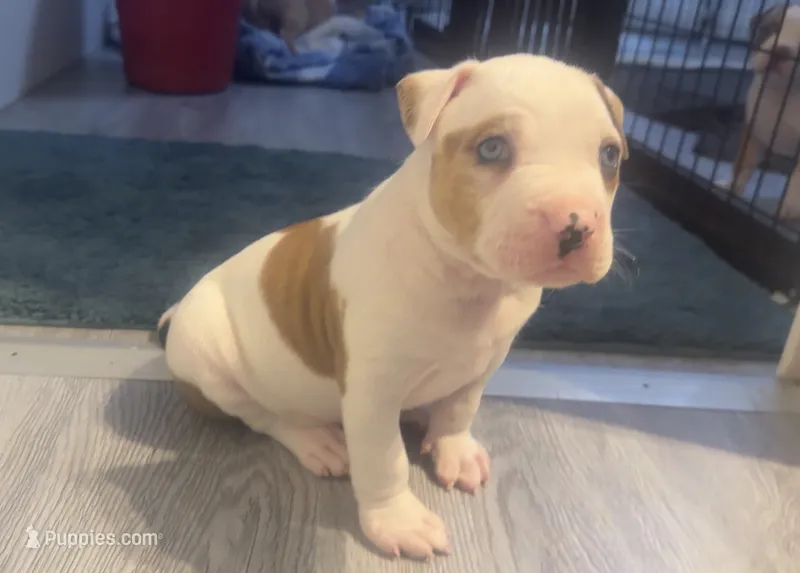 male Number 2 – American Bully puppy for sale in Palm Beach, FL