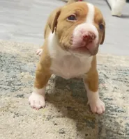 golden girl, a female American Bully for sale in Palm Beach, FL – 2 of 6