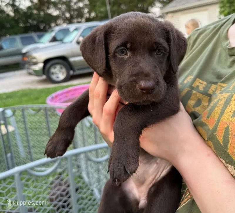 Chocolate Dream – German Shorthaired Pointer, Labrador Retriever puppy for sale in Rockton, IL