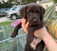 Chocolate Dream, a female German Shorthaired Pointer and Labrador Retriever for sale in Rockton, IL – 1 of 2